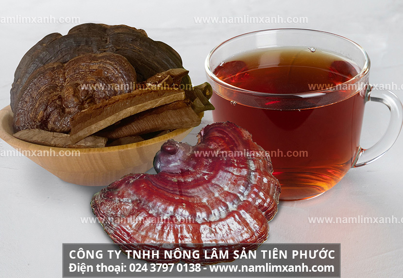 Cách dùng nấm lim xanh hiệu quả và cách sử dụng nấm lim rừng tốt nhất