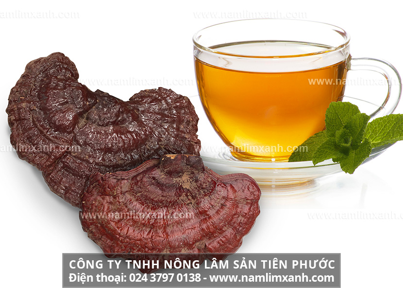 Cách dùng nấm lim xanh phương pháp nấu uống và bảo quản nấm lim rừng