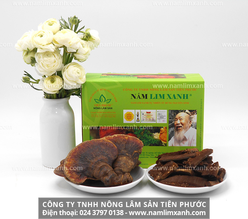 Công dụng của nấm lim xanh Tiên Phước tác dụng nấm lim rừng Quảng Nam