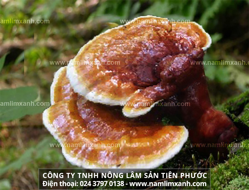 Giá nấm lim xanh bao nhiêu tiền 1kg và mua nấm lim xanh ở đâu uy tín