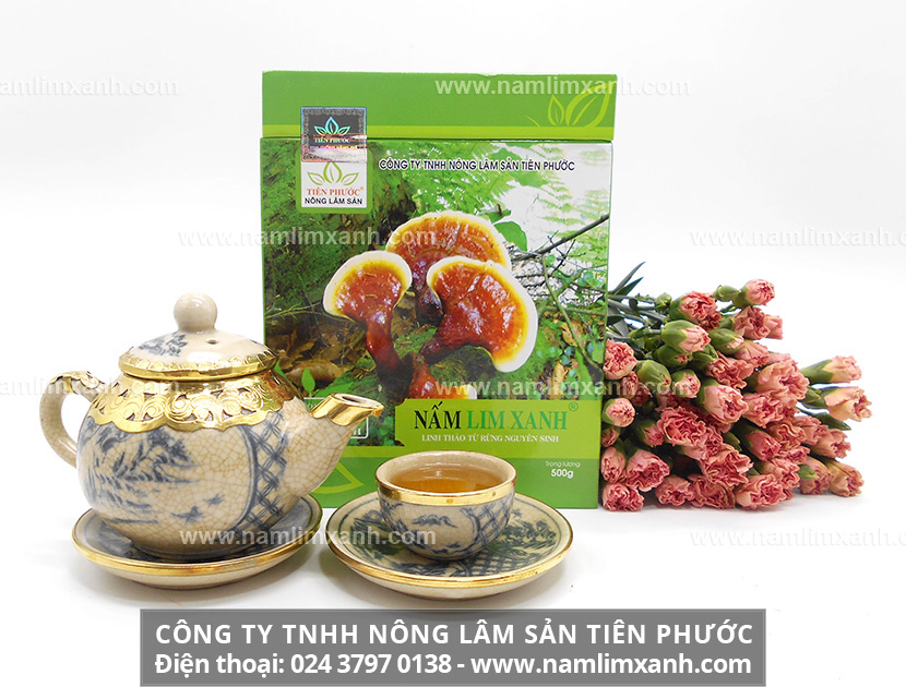 Nấm lim xanh Tiên Phước với tác dụng và cách dùng nấm lim xanh rừng