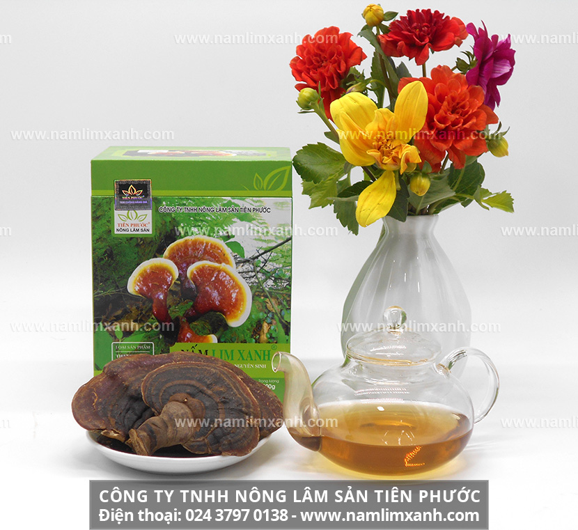 Nấm lim xanh hỗ trợ điều trị bệnh gì và cây nấm lim xanh chữa bệnh gan