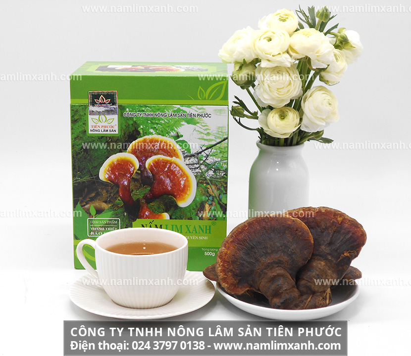 Nấm lim xanh rừng tự nhiên và tác dụng của nấm lim xanh rừng