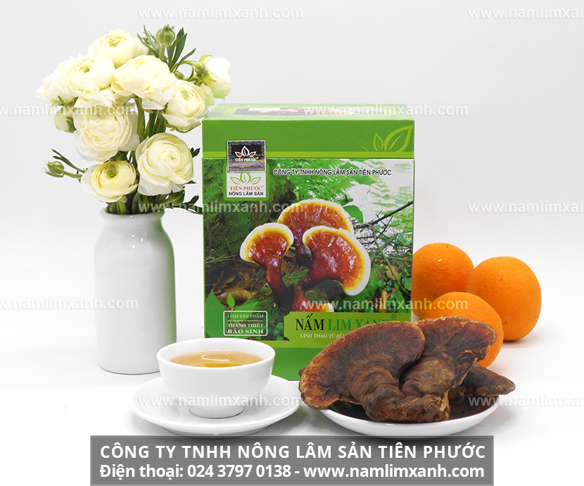 Tác dụng của nấm lim xanh Tiên Phước và sử dụng nấm lim xanh rừng