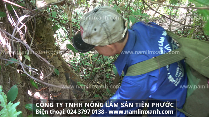 Giá bán nấm lim xanh Công ty Tiên Phước với nấm lim xanh bán ở TPHCM