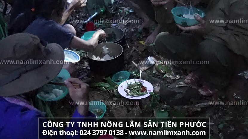 Giá bán nấm lim xanh ở Hà Nội và địa chỉ mua bán nấm lim chính hãng