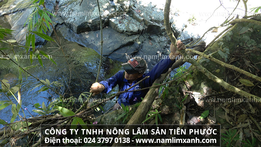 Giá bán với công dụng và cách dùng nấm lim tự nhiên mua ở Bình Định