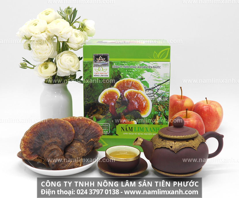 Mua bán nấm lim xanh chính hãng ở Bắc Kạn và công dụng nấm lim xanh