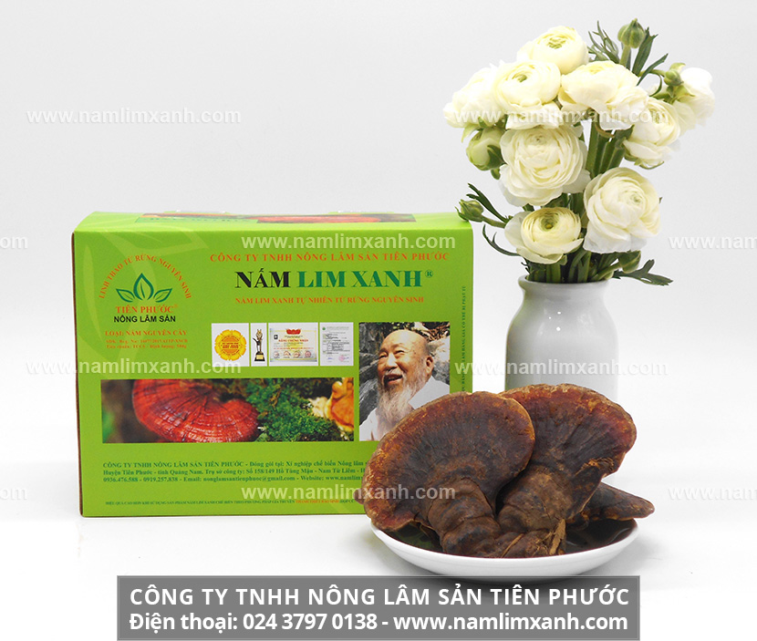 Mua nấm lim xanh ở Đà Nẵng và tác dụng của nấm lim xanh tự nhiên