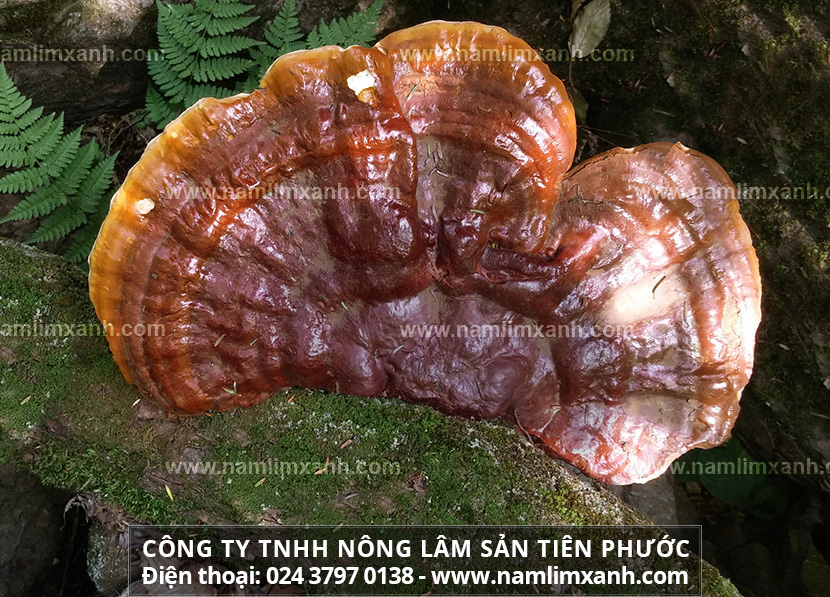 Nấm lim xanh uy tín mua ở đâu Tuyên Quang và nấm lim Tiên Phước