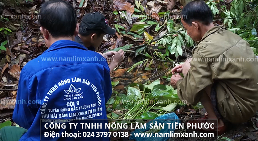 Tác dụng và cách dùng của nấm lim xanh Tiên Phước Quảng Nam mua tại Huế