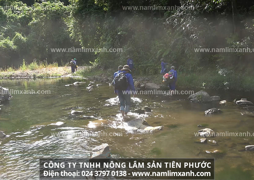 Tác dụng và cách dùng nấm lim xanh Công ty Nông lâm sản Tiên Phước