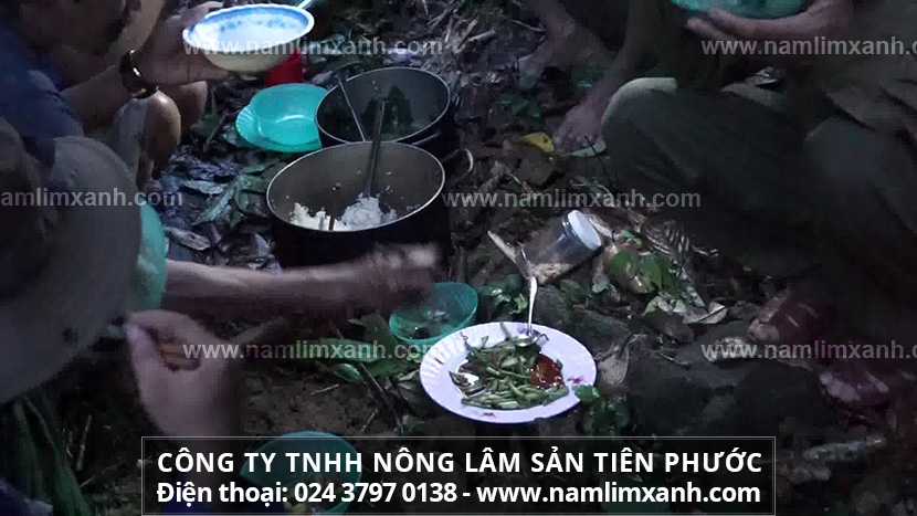 Tham khảo tác dụng và cách dùng nấm lim xanh mua ở đại lý tại Bến Tre