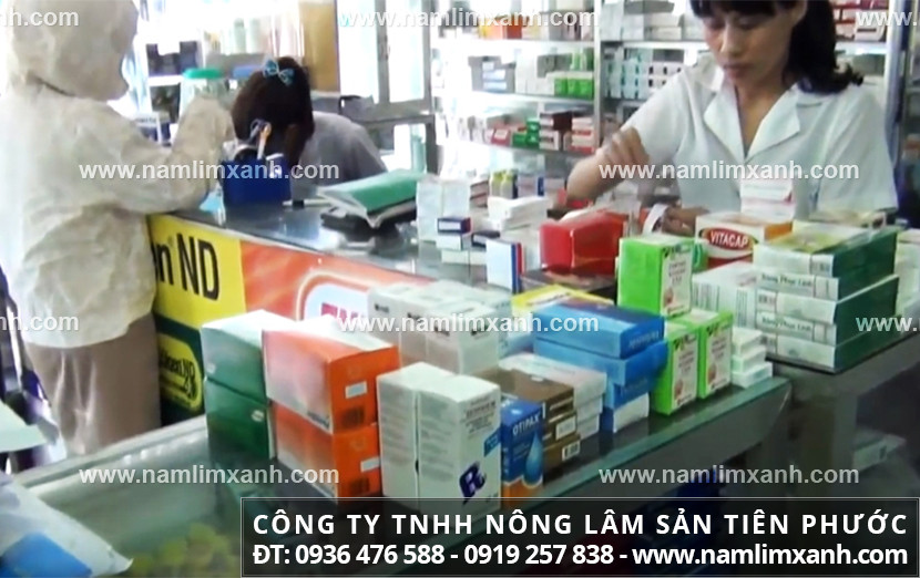 Bán nấm lim rừng tại Gia Lai và nấm lim xanh bán ở đâu có tác dụng gì