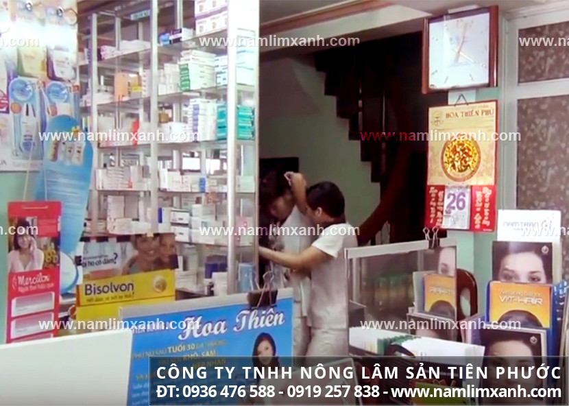 Bán nấm lim xanh rừng ở Đà Nẵng với giá và công dụng của nấm lim