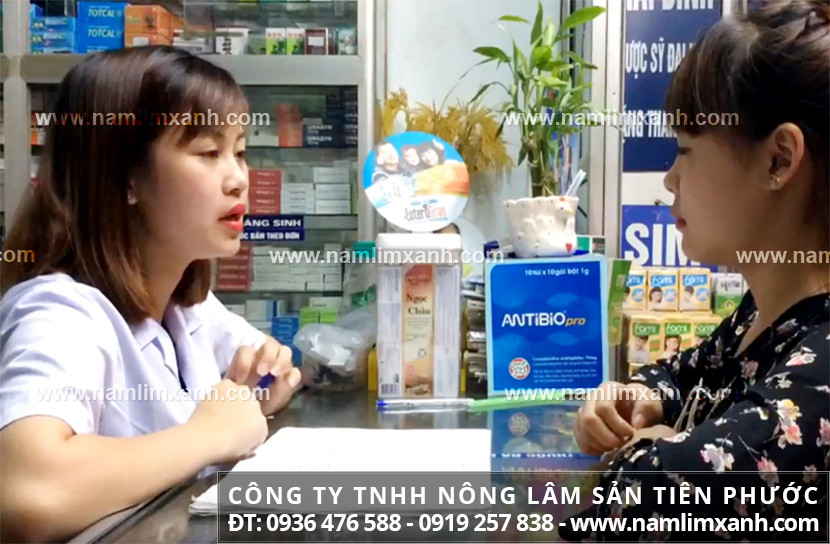 Giá bán nấm lim xanh ở Quảng Nam tác dụng nấm lim xanh Tiên Phước