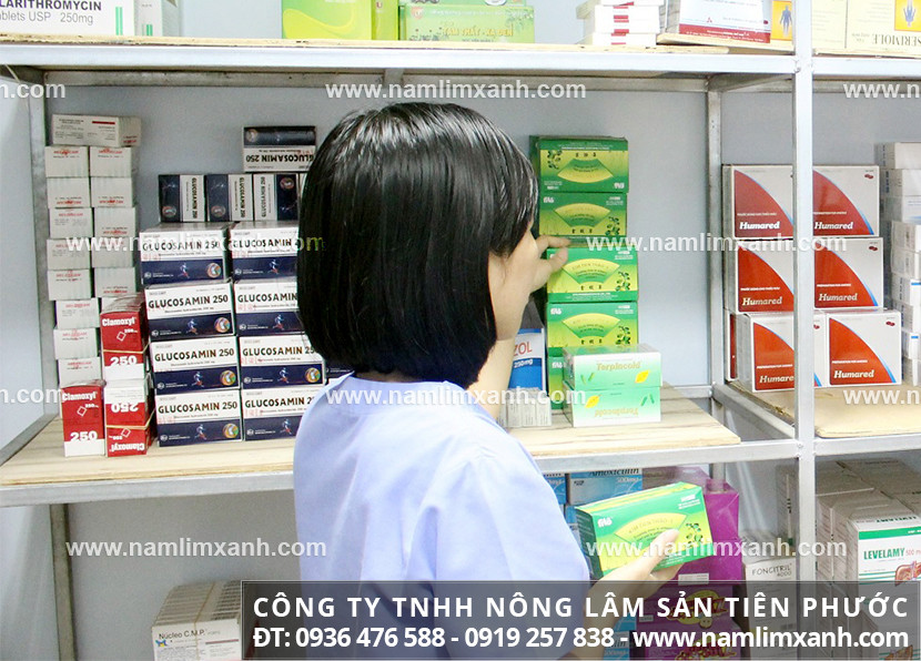 Mua bán nấm lim xanh ở Tiền Giang công dụng của nấm lim rừng Lào