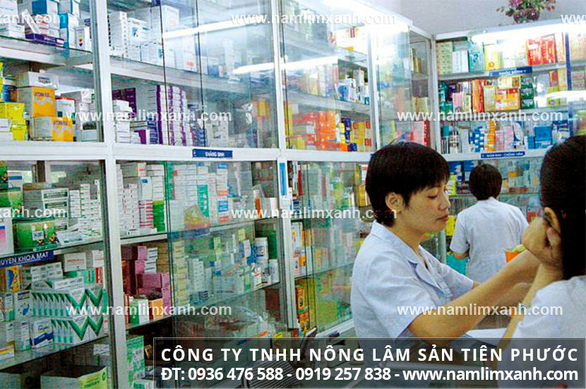 Mua bán nấm lim xanh tại Hà Giang và nấm lim xanh Tiên Phước giá