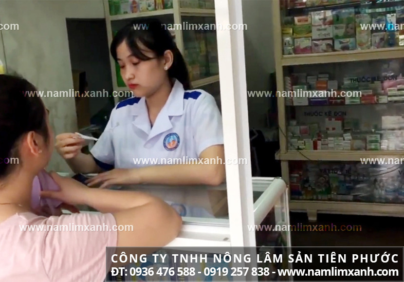 Mua nấm lim xanh ở đâu Hải Phòng tác dụng nấm lim xanh Tiên Phước