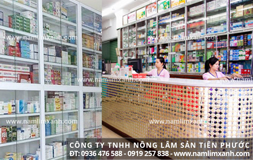 Mua nấm lim xanh ở đâu TPHCM và giá nấm lim rừng ở Quảng Nam