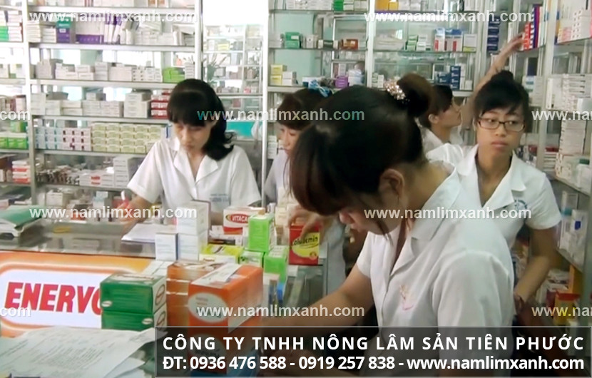 Mua nấm lim xanh rừng ở đâu Quảng Ngãi và cách dùng nấm lim xanh