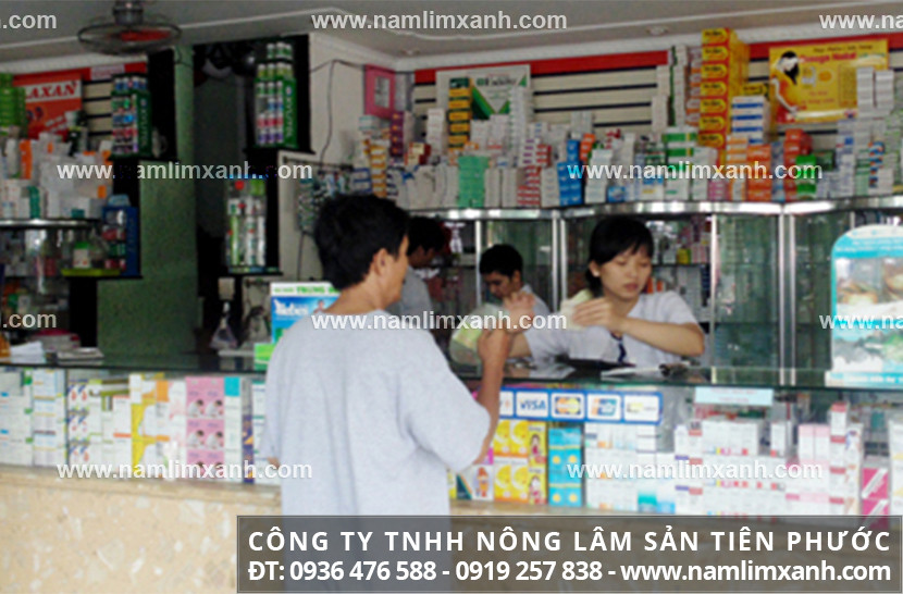 Nấm lim mua ở đâu tốt tại Hậu Giang nấm lim xanh mọc ở Tiên Phước