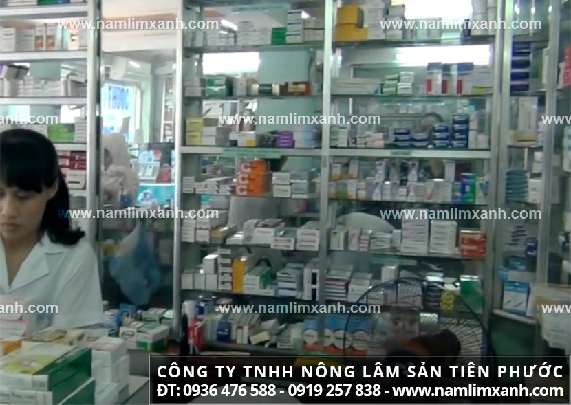 Nấm lim mua ở đâu tốt tại Lai Châu tác dụng nấm lim xanh Quảng Nam