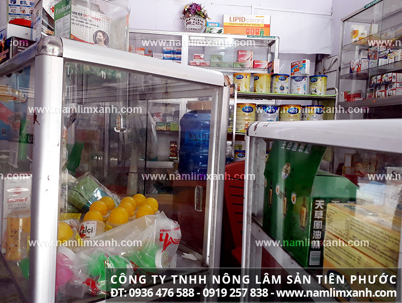 Nấm lim xanh giá bán ở Ninh Thuận tác dụng nấm lim xanh rừng Lào