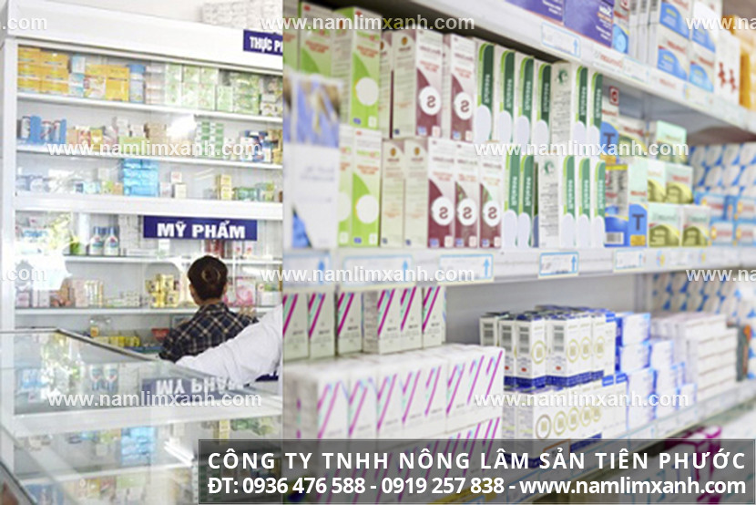 Nấm lim xanh giá bán tại Thái Nguyên và nấm lim xanh Quảng Nam