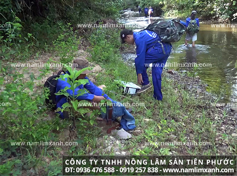 Nấm lim xanh giá bao nhiêu và nơi bán nấm lim xanh ở đâu toàn quốc