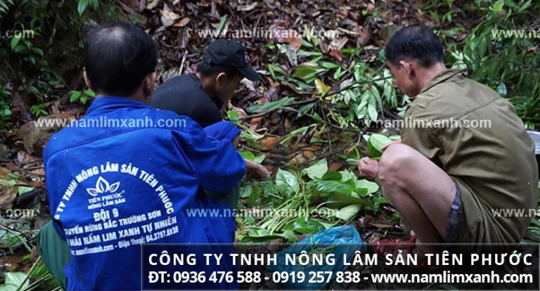 Nấm lim xanh rừng với hình ảnh cách nhận biết nấm lim xanh tự nhiên