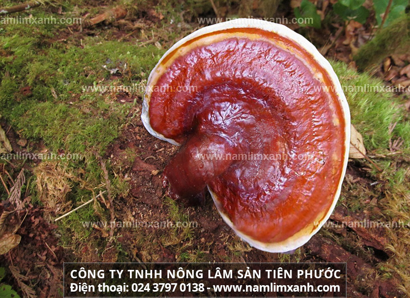 Nấm lim xanh rừng là gì mọc ở đâu và có tác dụng gì quý