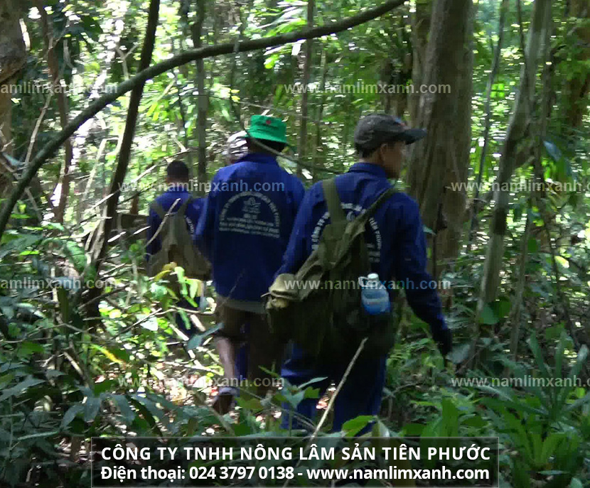 Thu hái và bào chế nấm lim xanh phải đúng quy trình chế biến theo phương pháp cổ truyền Thanh-thiết-bảo-sinh của Công ty nấm Tiên Phước.