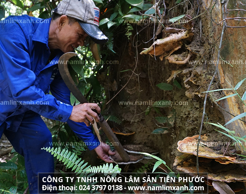 Thợ rừng hái nấm lim trên một gốc cây lim xanh đã mục.